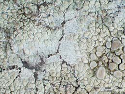 [Lecanora eminens]