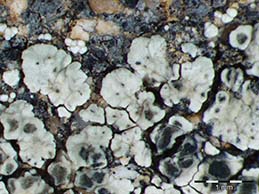 [Lecanora intricata]