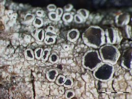 [Lecanora lividocinerea]