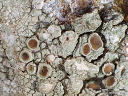 [Lecanora rhodi]