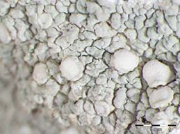 [Lecanora subcarnea]