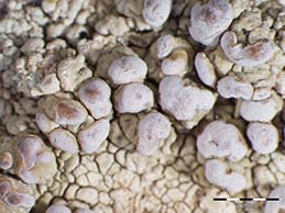 [Lecanora subcarnea]