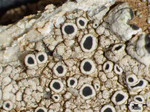 [Lecanora gangaleoides]