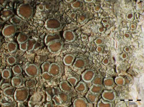 [Lecanora horiza]