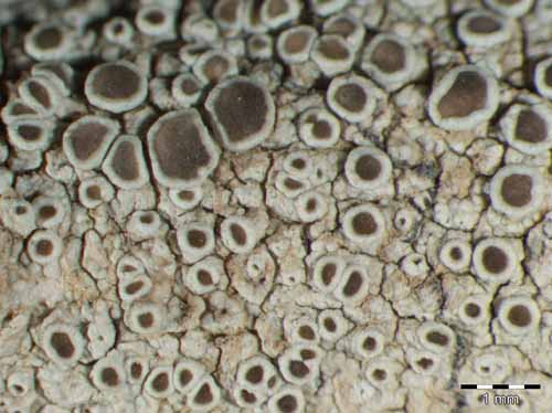 [Lecanora hybocarpa]