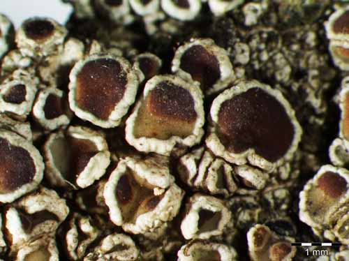 [Lecanora argentata]