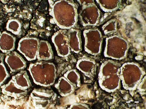 [Lecanora argentata]