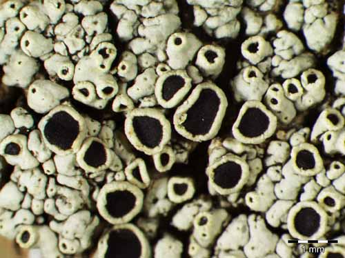 [Lecanora argopholis]