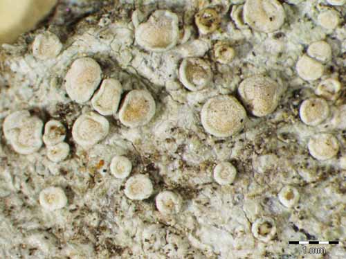 [Lecanora carpinea]