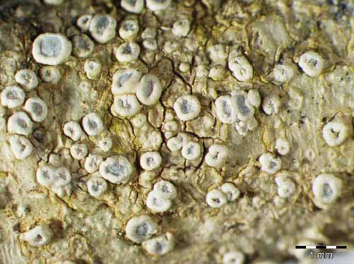 [Lecanora carpinea]