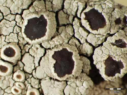 [Lecanora cenisia]