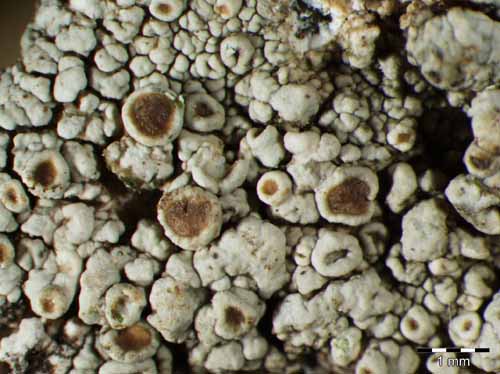 [Lecanora cenisia]
