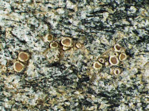 [Lecanora fugiens]