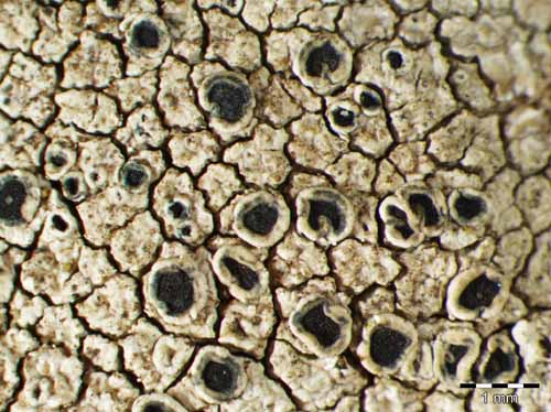 [Lecanora gangaleoides]