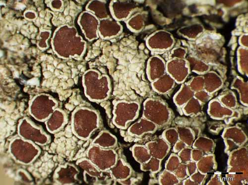 [Lecanora horiza]