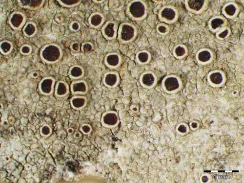 [Lecanora horiza]