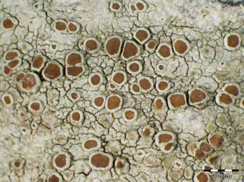 [Lecanora hybocarpa]