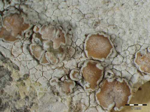 [Lecanora intumescens]