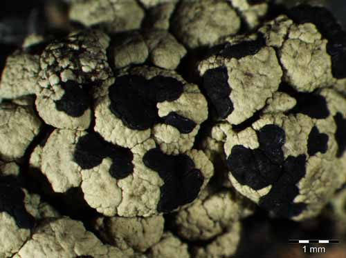 [Lecanora marginata]