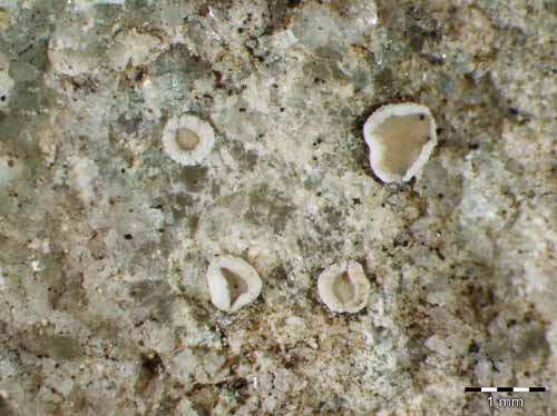 [Lecanora semipallida]