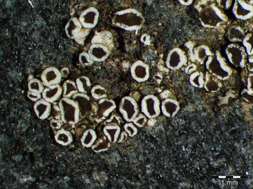 [Lecanora torrida]