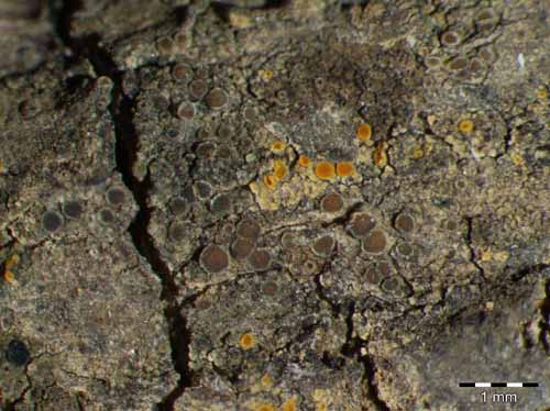 [Lecanora persimilis]