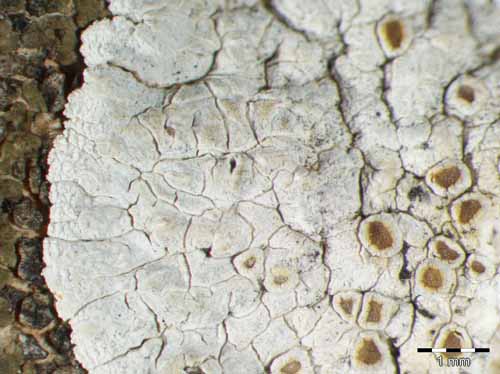 [Lecanora pruinosa]