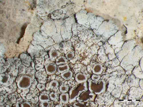[Lecanora pruinosa]