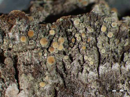 [Lecanora saligna]