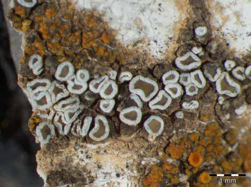 [Lecanora semipallida]