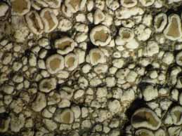 [Lecanora albescens]
