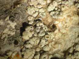 [Lecanora albescens]