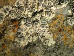 [Lecanora bandolensis]