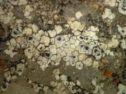 [Lecanora bandolensis]