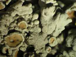 [Protoparmeliopsis achariana]