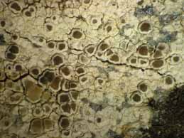 [Lecanora bandolensis]