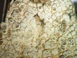 [Lecanora bandolensis]