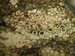 [Lecanora bandolensis]
