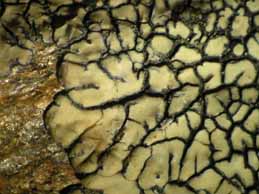 [Protoparmeliopsis bolcana]