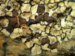 [Protoparmeliopsis bolcana]