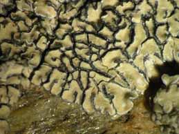 [Protoparmeliopsis bolcana]