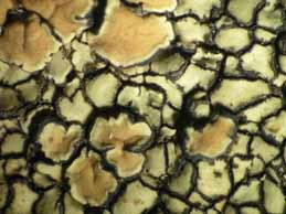 [Protoparmeliopsis bolcana]