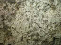 [Lecanora poeltiana]