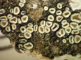 [Lecanora xanthostoma]
