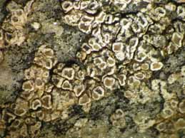 [Lecanora dispersa]