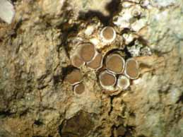 [Lecanora dispersa]