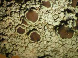 [Lecanora schistina]