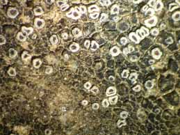 [Lecanora prominens]