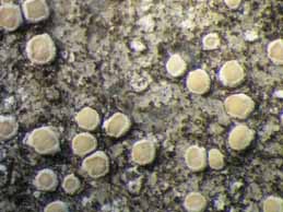 [Lecanora poeltiana]