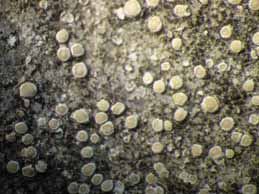 [Lecanora poeltiana]